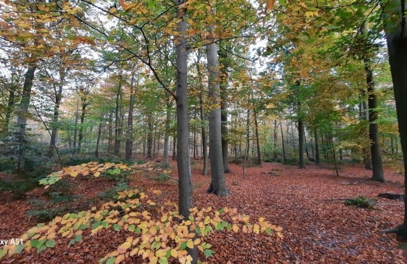 Herfst bos bij vakantiepark de bosrand oudemirdum friesland