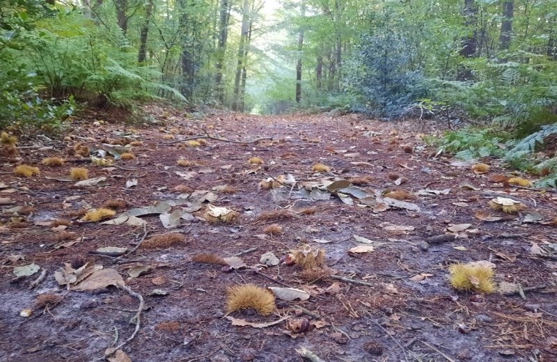 Herfst kastanjes bos bij vakantiepark de bosrand oudemirdum friesland