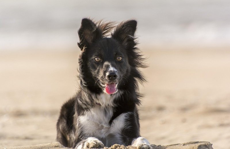 Hund strand urlaub ferienpark de bosrand