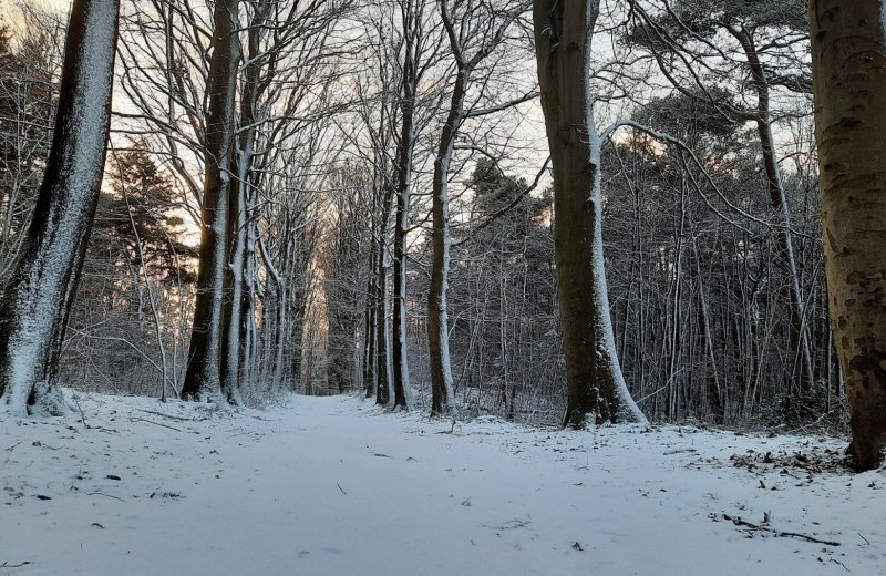 Sneeuw in het bos in friesland